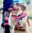 Brown and Pink striped pet shirt  tank top Supply