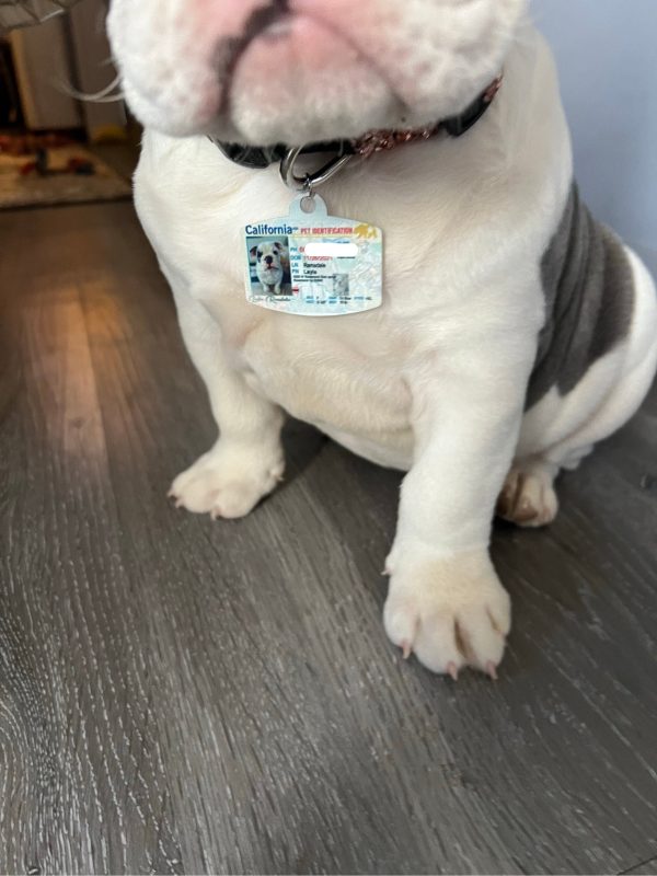 Pet ID Tag Personalized with your state Supply